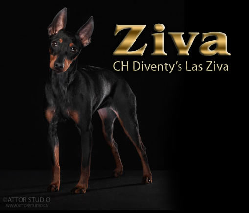 ziva